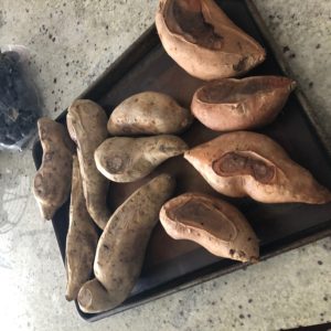 Two kinds of sweet potatoes - regular and Okinawan
