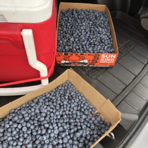 15 pounds of blueberries